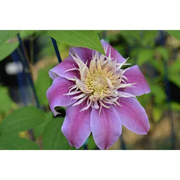 Clematis Josephine by Raymond Evison – Double Lilac Pink Flowering Perennial