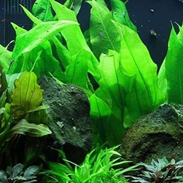 Amazon Sword Plant Echinodorus Bleheri Tall Bunch Live Aquarium Plants Freshwater Planted Tank Decorations by Mainam