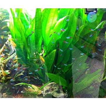 Amazon Sword Plant Echinodorus Bleheri Tall Bunch Live Aquarium Plants Freshwater Planted Tank Decorations by Mainam