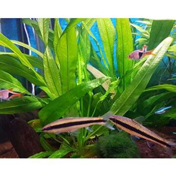Amazon Sword Plant Echinodorus Bleheri Tall Bunch Live Aquarium Plants Freshwater Planted Tank Decorations by Mainam