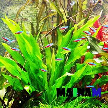 Amazon Sword Plant Echinodorus Bleheri Tall Bunch Live Aquarium Plants Freshwater Planted Tank Decorations by Mainam