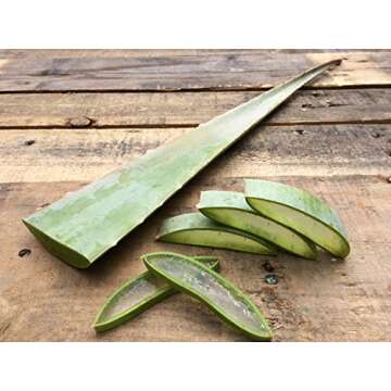 Fairview Orchards 100% Certified Organic Fresh Aloe Vera Leaf