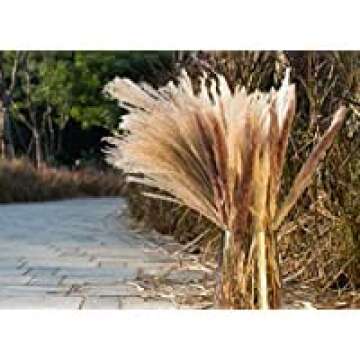 62 Pcs Pampas Grass，Natural Dried Pampas Grass for Flower Arrangements Home Decor / 15 Pcs White Pampas & 15 Pcs Brown Pampas & 32 Pcs Reed Grass