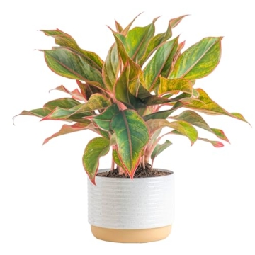 Costa Farms Chinese Evergreen - Easy Care Indoor Plant
