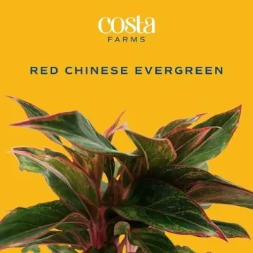 Costa Farms Chinese Evergreen - Easy Care Indoor Plant