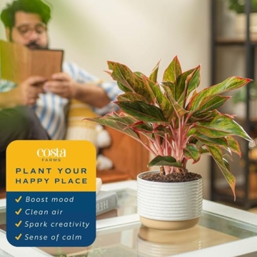Costa Farms Chinese Evergreen - Easy Care Indoor Plant