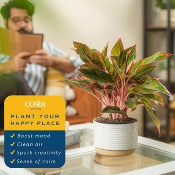 Costa Farms Chinese Evergreen - Easy Care Indoor Plant