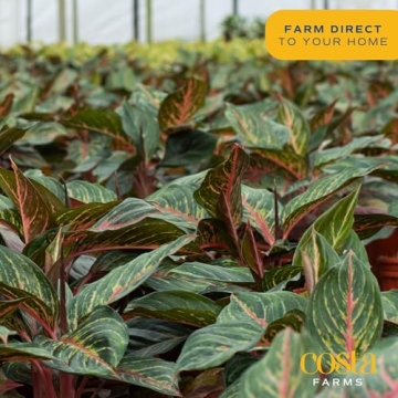 Costa Farms Chinese Evergreen - Easy Care Indoor Plant
