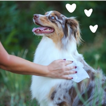 Earthbath Hypo-Allergenic Grooming Wipes for Dogs