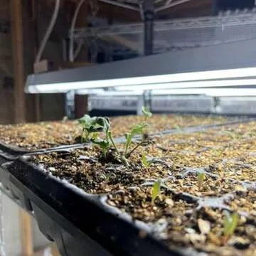 Bootstrap Farmer 72 Cell Seedling Tray - Durable & Eco-Friendly