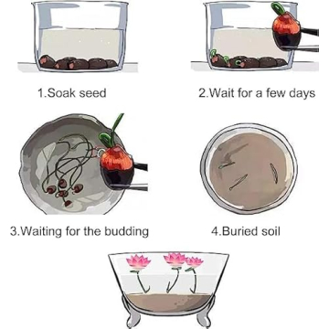 Mixed Pink Red Green Lotus Seeds for Planting