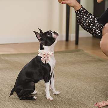 MR. CHUBBYFACE Easter Dog Collar Carrot Dog Collar with Flower Adjustable Dog Collar Bowtie for Small Medium Large Dogs