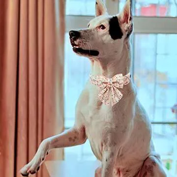 MR. CHUBBYFACE Easter Dog Collar Carrot Dog Collar with Flower Adjustable Dog Collar Bowtie for Small Medium Large Dogs