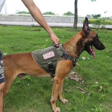 ICEFANG Tactical Dog Harness,Large Size, 2X Metal Buckle,Working Dog MOLLE Vest with Handle,No Pulling Front Leash Clip,Hook and Loop Panel