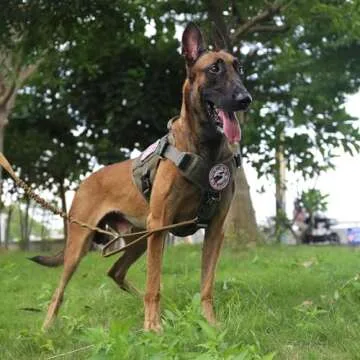 ICEFANG Tactical Dog Harness with No-Pull Design for All Breeds