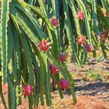 Wilderness Poets Dragon Fruit Powder - Organic Superfood