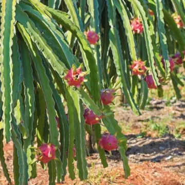 Wilderness Poets Dragon Fruit Powder - Organic Superfood