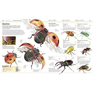 Animal! (DK Knowledge Encyclopedias)