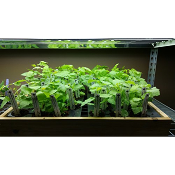 Prime-Ark Freedom Blackberry Plants - 4 Thornless Plants