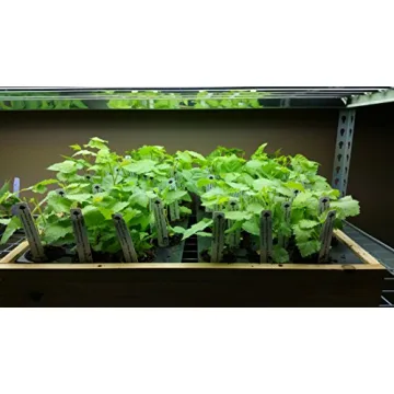 Prime-Ark Freedom Blackberry Plants - 4 Thornless Plants