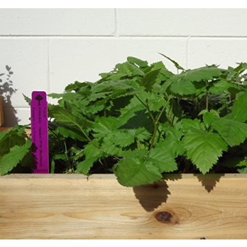 Prime-Ark Freedom Blackberry Plants - 4 Thornless Plants