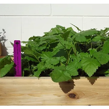 Prime-Ark Freedom Blackberry Plants - 4 Thornless Plants