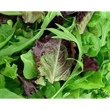 350 Organic Blend Seeds Unique Gourmet Lettuce for Home Gardens