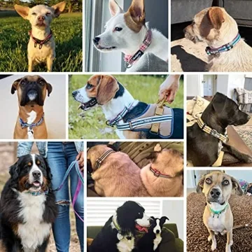 Blueberry Pet Reflective Dog Collar for Large Dogs