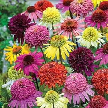 800 Mixed Coneflower Seeds - Echinacea Flower Perennial Bloom Flowers Rare Plant Flower Seed Coneflo...