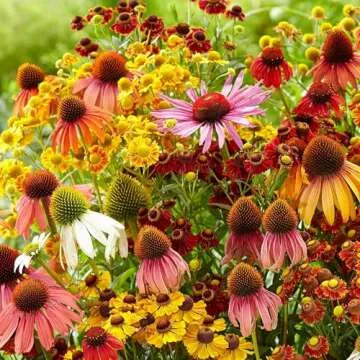 800 Mixed Coneflower Seeds - Echinacea Flower Perennial Bloom Flowers Rare Plant Flower Seed Coneflower Seeds