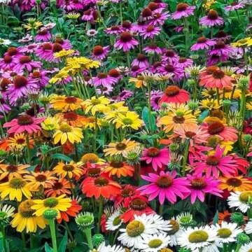 800 Mixed Coneflower Seeds - Echinacea Flower Perennial Bloom Flowers Rare Plant Flower Seed Coneflower Seeds