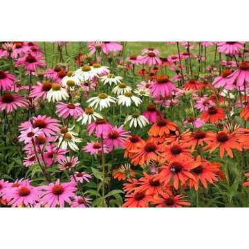 800 Mixed Coneflower Seeds - Echinacea Flower Perennial Bloom Flowers Rare Plant Flower Seed Coneflower Seeds