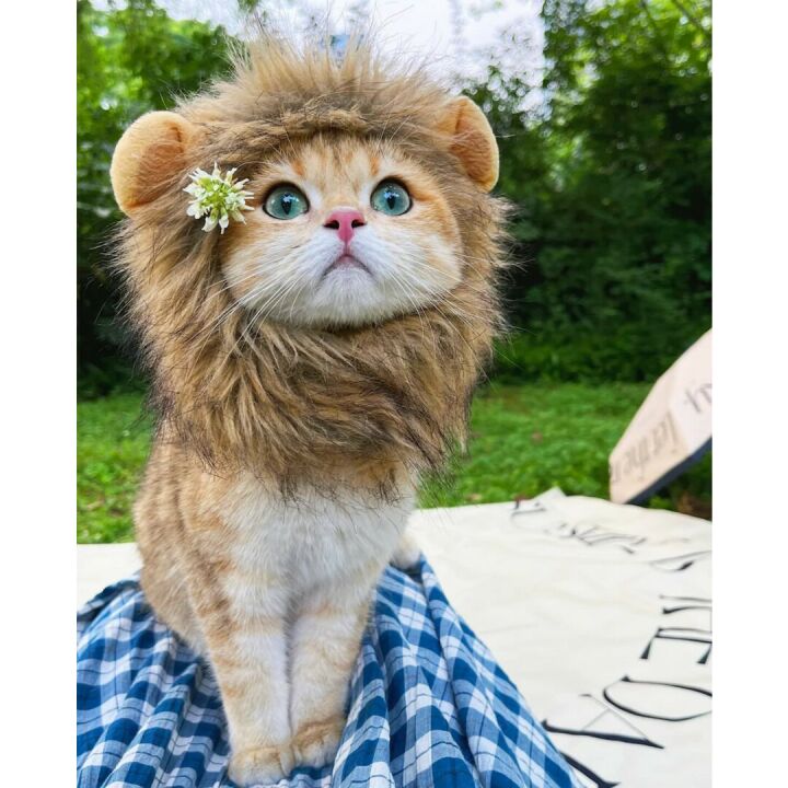 RosyLife Lion Mane Wig for Cats - Perfect Pet Costume