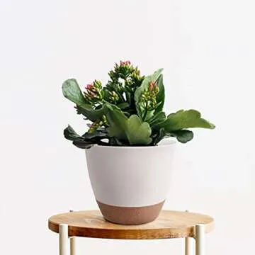 TYMENSH Self-Watering Plant Pots Set - 3 Sizes Available