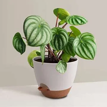 TYMENSH Self-Watering Plant Pots Set - 3 Sizes Available