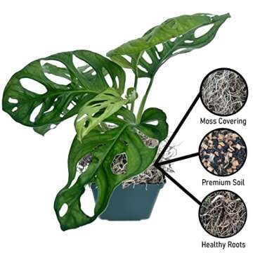 Monstera Adansonii Swiss Cheese Exotic Live House Plant 4" Pot by Heights Botanicals