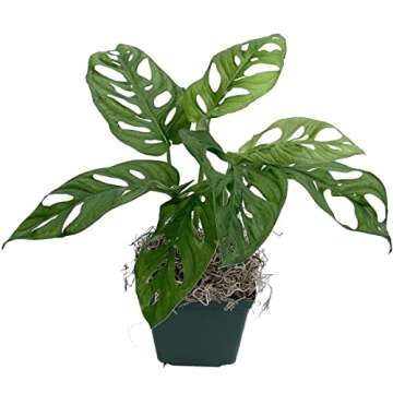 Monstera Adansonii Swiss Cheese Exotic Live House Plant 4" Pot by Heights Botanicals