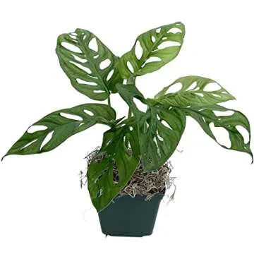Monstera Adansonii Swiss Cheese Exotic Live House Plant 4" Pot by Heights Botanicals