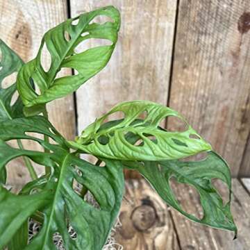 Monstera Adansonii Swiss Cheese Exotic Live House Plant 4" Pot by Heights Botanicals