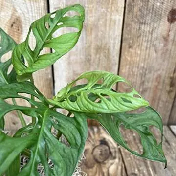 Monstera Adansonii Swiss Cheese Exotic Live House Plant 4" Pot by Heights Botanicals