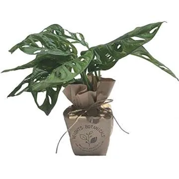 Monstera Adansonii Swiss Cheese Exotic Live House Plant 4" Pot by Heights Botanicals
