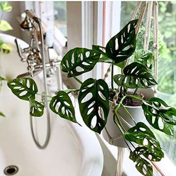 Monstera Adansonii Swiss Cheese Exotic Live House Plant 4" Pot by Heights Botanicals