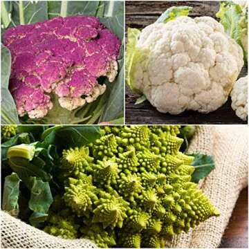 Seed Needs Cauliflower Seed Packet Collection - 3 Heirloom Varieties, Non-GMO