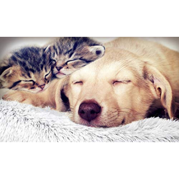 FuzzBall Fluffy Luxe Pet Bed for Small Dogs and Cats