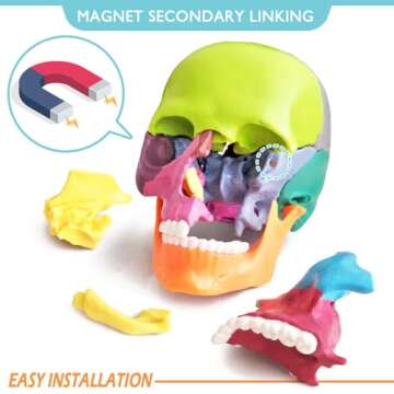 New Anatomy Skull Model 15 Parts Human Anatomy Exploded Skull Detachable Palm-Sized Mini Human Color...
