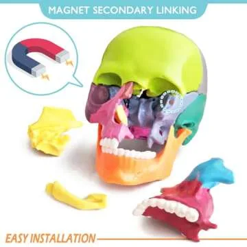 New Anatomy Skull Model 15 Parts Human Anatomy Exploded Skull Detachable Palm-Sized Mini Human Color...