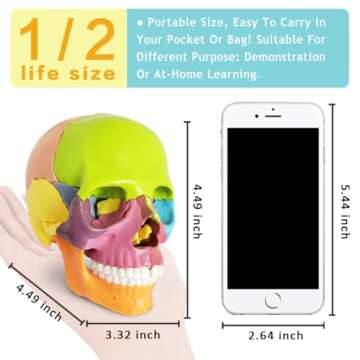 New 15-Part Mini Anatomy Skull Model for Learning