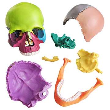 New 15-Part Mini Anatomy Skull Model for Learning