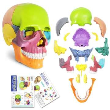 New 15-Part Mini Anatomy Skull Model for Learning