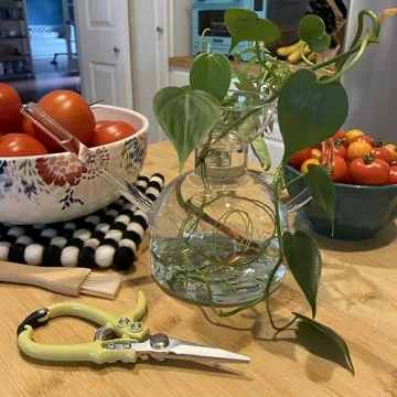 Modern Sprout Handcrafted Glass Watering Can for Plants